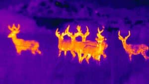 Laser Distance Sensor for Animal Detection