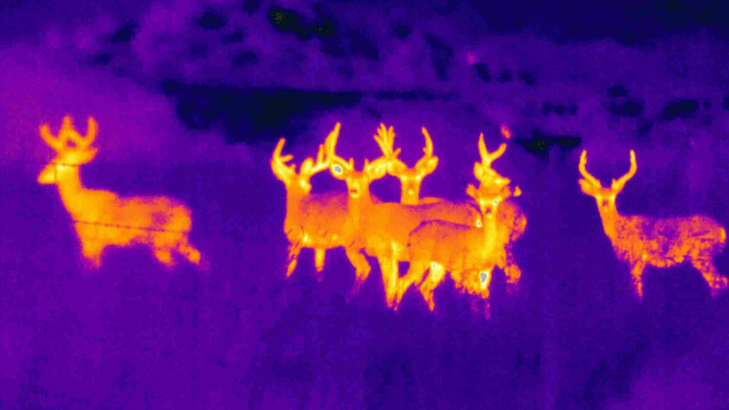 Laser Distance Sensor for Animal Detection